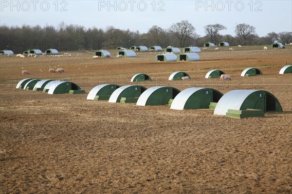 Metal sties for outdoor pig rearing, Butley, Suffolk, England, United Kingdom, Europe