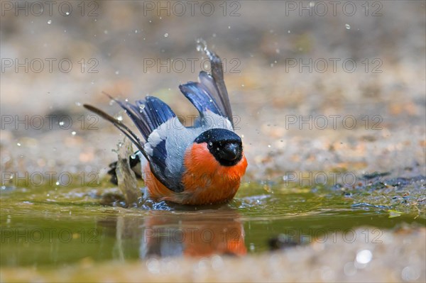 Eurasian bullfinch, common bullfinch (Pyrrhula pyrrhula) male bathing in shallow water of pond, rivulet