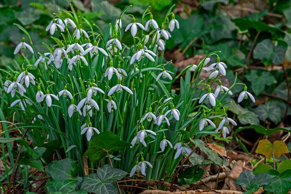 Common snowdrops (Galanthus nivalis, Chianthemum nivale) white flowers blooming in forest in late winter