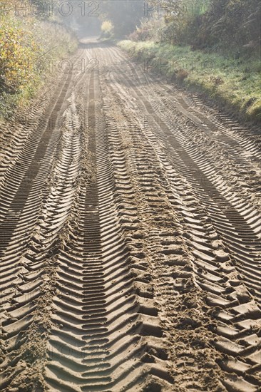Tyre mark indentations in sandy soil of unsurfaced rural road crossing the Suffolk Sandlings at Sutton heath, Suffolk, England, United Kingdom, Europe
