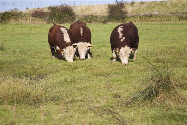 Hereford cattle calves grazing in wetland marshland Boyton Marshes, Suffolk, England, United Kingdom, Europe