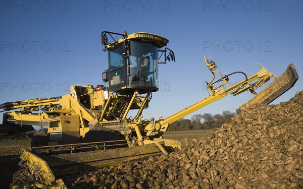 Ropa euro maus 4 sugar beet loader machine in operation, Shottisham, Suffolk, England, United Kingdom, Europe