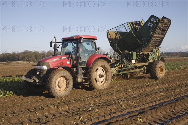 Thyregod sugar beet harvester drawn by tractor harvesting field, Shottisham, Suffolk, England, United Kingdom, Europe