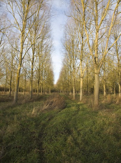 Salix Alba Caerulea, cricket bat willow trees planted on River Deben flood plain wetland, Campsea Ashe, Suffolk, England, United Kingdom, Europe