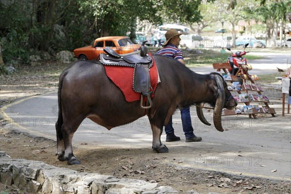 Tame riding bull for tourists, Vinales, Valle de Vinales, Pinar del Rio Province, Cuba, Greater Antilles, Caribbean, Central America