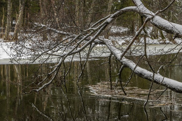 Sapina River and the riparian forest, the swamp, partially reflecting in the slowly flowing water, seen in mid-winter, during the early, January thaw, with some snow on the ground and barren trees, chiefly common alders around. Sapina Valley near the Stregielek village in the Pozezdrze Commune of the Masurian Lake District. Wegorzewo County, Warmian-Masurian Voivodeship, Poland, Europe