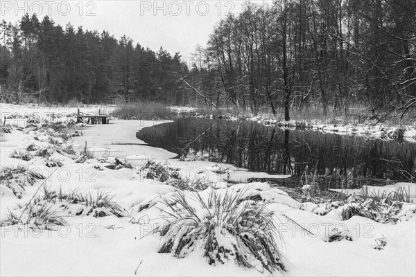 Sapina River and the riparian forest, the swamp, partially reflecting in the slowly flowing water, seen in mid-winter, during the early, January thaw, with some snow on the ground and barren trees, chiefly common alders around. Monochrome, greyscale photograph. Sapina Valley near the Stregielek village in the Pozezdrze Commune of the Masurian Lake District. Wegorzewo County, Warmian-Masurian Voivodeship, Poland, Europe