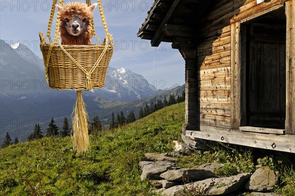 Humour photo, alpaca sitting in a wicker basket in front of an alpine hut, alpine peaks in the background