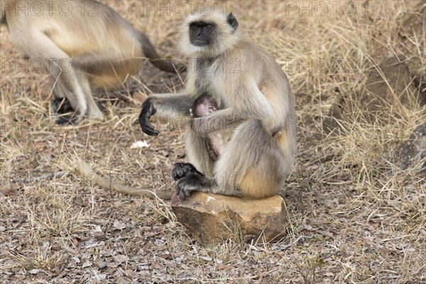 Gray langurs (Semnopithecus entellus), mother and the newborn baby, sitting on a stone surrounded by dry, yellow-brown grass, seen in the wild, in the Ranthambore National Park. Photographed in February, the winter, dry season. Sawai Madhopur District, Rajasthan, India, Asia