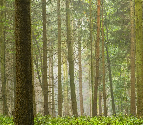 Nature photograph in the forest with conifers in diffuse light, nature photograph, square, landscape photograph, forest, trees, Schneeren, Neustadt am Ruebenberge, Hanover, Lower Saxony, Germany, Europe