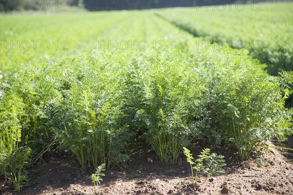 Carrot crop growing in sandy soil Shottisham, Suffolk, England, United Kingdom, Europe