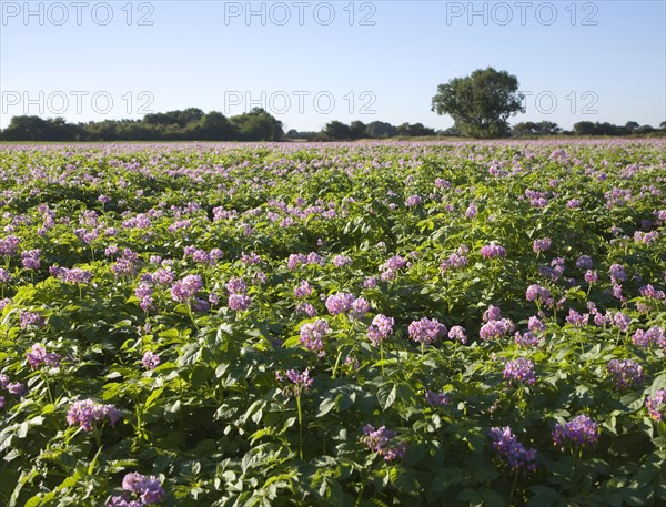 Purple flowers of potato crop growing in a field, Shottisham, Suffolk, England, United Kingdom, Europe