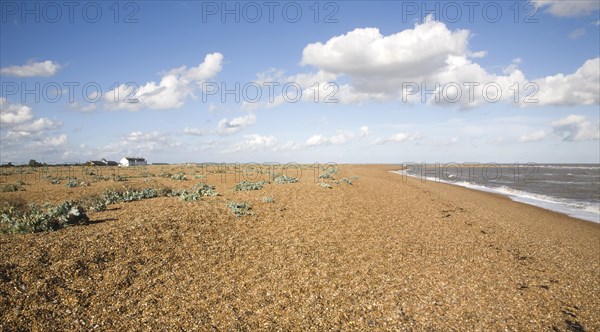 Crambe maritima Sea kale plants shingle beach at Shingle Street, Suffolk, England, United Kingdom, Europe