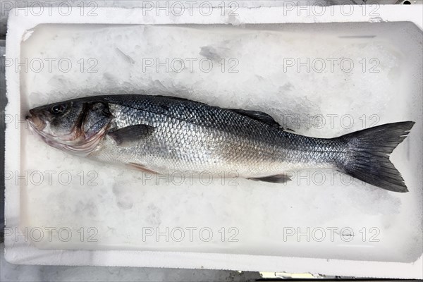 Display of fish caught whole fish temperate basses (Moronidae) Loup de Mer Branzino Spinola on ice in refrigerated counter fish counter of fishmonger fish sales, food trade, wholesale, fish trade, speciality shop, Germany, Europe