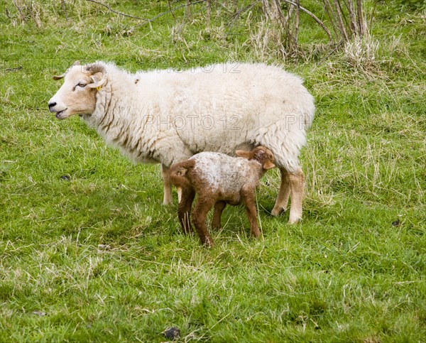 Lamb feeding from mother sheep in field, Suffolk, England, United Kingdom, Europe