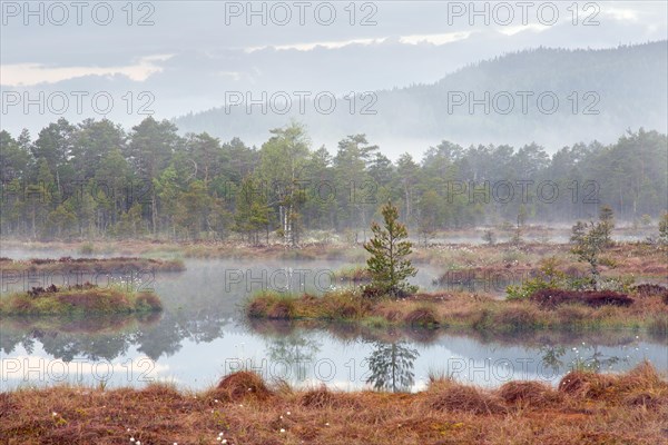 Pond in bog with Scots pine trees in morning mist at Knuthoejdsmossen, nature reserve near Haellefors, Oerebro laen, Vaestmanland, Sweden, Europe