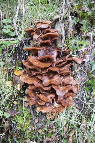 Brown bracket polypore fungi growing on elm tree stump