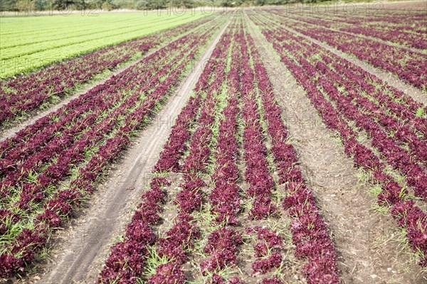 Lettuce crop growing in field near Hollesley, Suffolk, England, United Kingdom, Europe