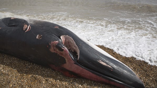 Fin Whale, Balaenoptera physalus, washed up dead on Shingle Street, Suffolk, England, United Kingdom, Europe