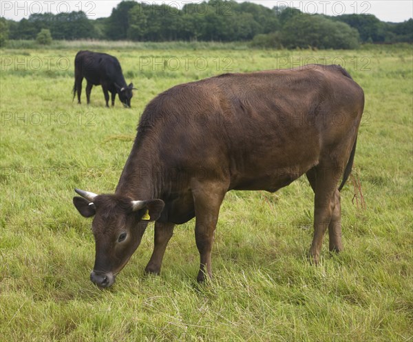 Young cattle graze on Geldeston marshes, Suffolk, England, United Kingdom, Europe