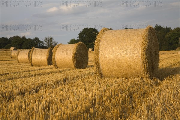 Straw bales in harvested field, Shottisham, Suffolk, England, United Kingdom, Europe