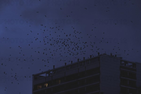 Birds flying over a block of flats in Berlin, 20/02/2024