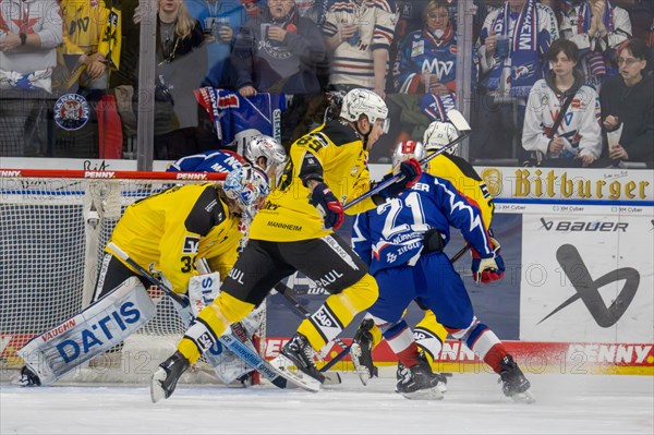23.02.2024, DEL, German Ice Hockey League, 48th matchday) : Adler Mannheim (yellow jerseys) against Nuremberg Ice Tigers (blue jerseys) . Lots of traffic in front of the Adler Mannheim goal