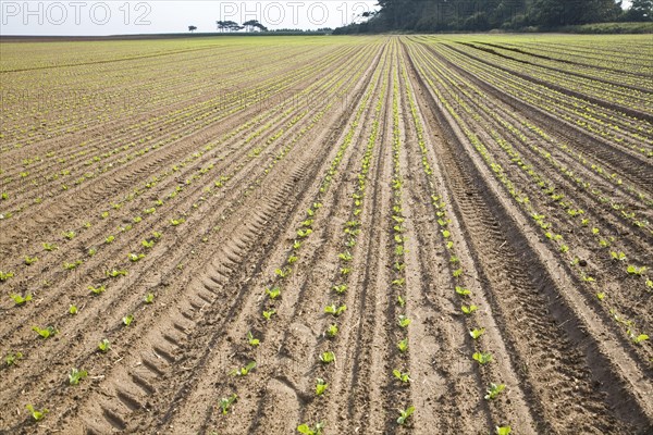 Rows escarole plant seedlings planted in late August Bawdsey Suffolk England