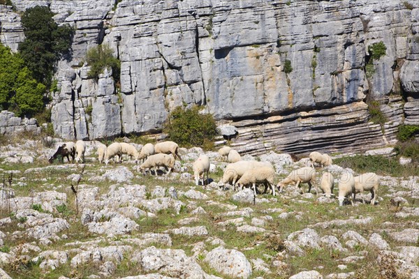 Dramatic limestone scenery of rocks shaped by erosion and weathering at El Torcal de Antequera national park, Andalusia, Spain, Europe