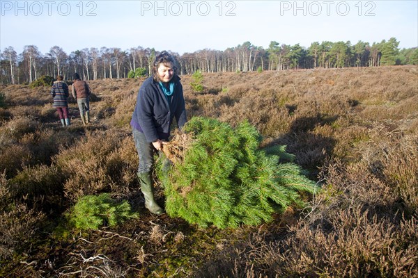 Woman collecting real Christmas tree from heathland near Hollesley, Suffolk, England, United Kingdom, Europe