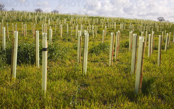 Planting of field with new woodland with sapling trees in protective plastic tubes Planting new hedgerow with tree saplings growing in protective plastic tubes