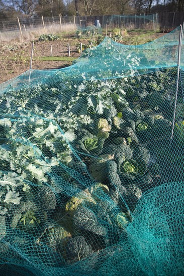 Cabbage plants growing in winter allotment gardens, Shottisham, Suffolk, England, United Kingdom, Europe