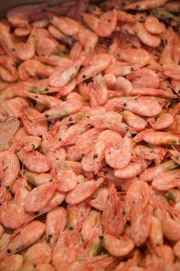 Close up of prawns