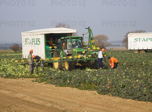 A team of field workers for Staples company harvesting vegetables at Iken, Suffolk, England, United Kingdom, Europe