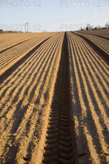 Patterns in soil prepared for sowing crops, Alderton, Suffolk, England, United Kingdom, Europe