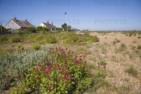 Vegetated shingle beach habitat at Shingle Street, Suffolk, England, United Kingdom, Europe