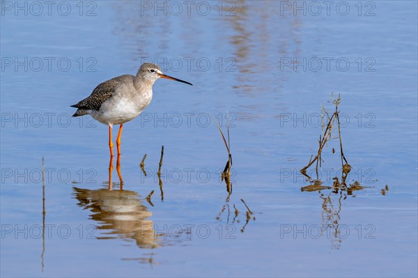 Spotted redshank (Tringa erythropus) in non-breeding plumage foraging in shallow water in wetland along the North Sea coast in winter