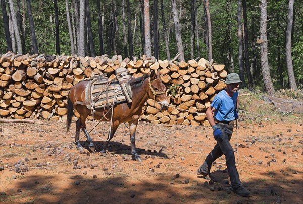 A muleteer in the sun with a mule on a forest track, near Soufli, Eastern Macedonia and Thrace, Greece, Europe