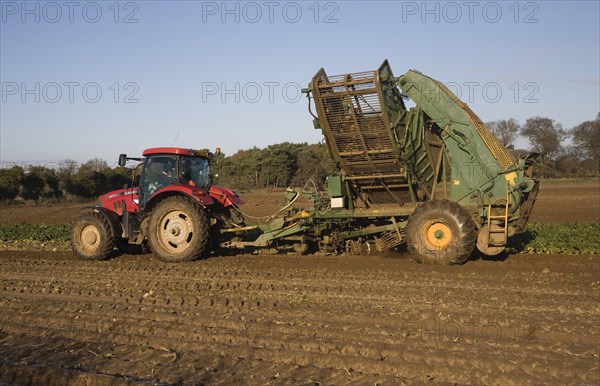 Thyregod sugar beet harvester drawn by tractor harvesting field, Shottisham, Suffolk, England, United Kingdom, Europe