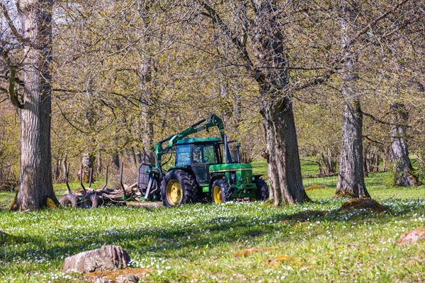 Forestry work in a deciduous forest with a tractor on a sunny spring day
