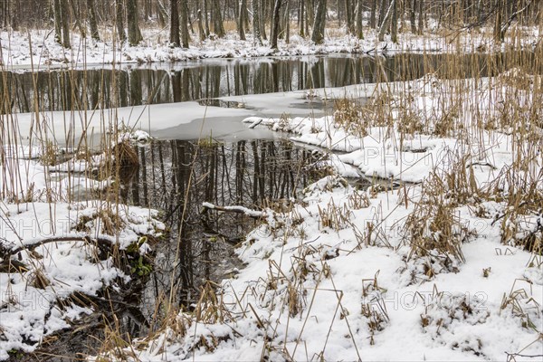 Sapina River and the riparian forest, the swamp, partially reflecting in the slowly flowing water, seen in mid-winter, during the early, January thaw, with some snow on the ground and barren trees, chiefly common alders around. Sapina Valley near the Stregielek village in the Pozezdrze Commune of the Masurian Lake District. Wegorzewo County, Warmian-Masurian Voivodeship, Poland, Europe