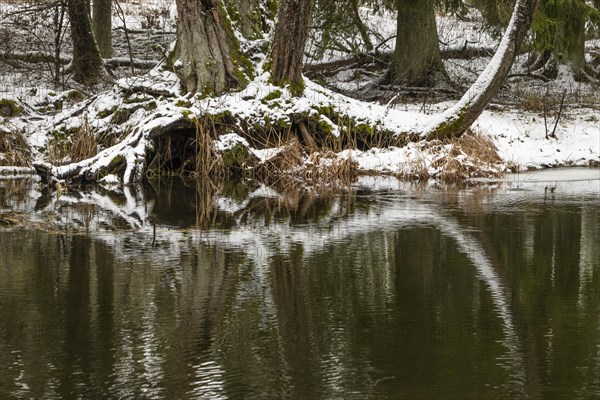 Sapina River and the riparian forest, the swamp, partially reflecting in the slowly flowing water, seen in mid-winter, during the early, January thaw, with some snow on the ground and barren trees, chiefly common alders around. Sapina Valley near the Stregielek village in the Pozezdrze Commune of the Masurian Lake District. Wegorzewo County, Warmian-Masurian Voivodeship, Poland, Europe