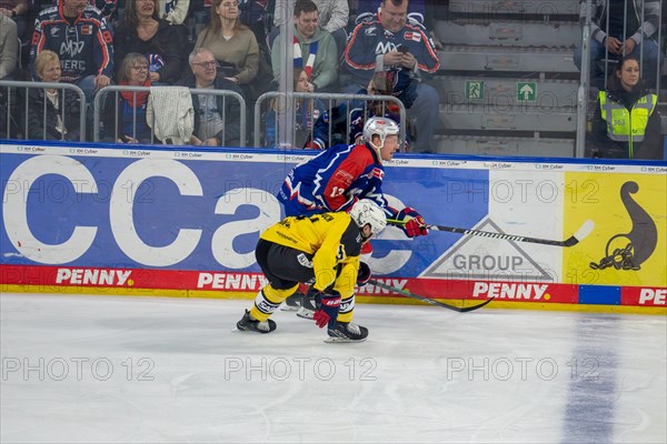 23.02.2024, DEL, German Ice Hockey League, 48th matchday) : Adler Mannheim (yellow jerseys) against Nuremberg Ice Tigers (blue jerseys) . Duel at the boards