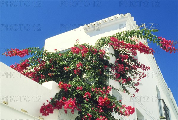 Blooming bougainvillea against blue sky in the white village of Frigiliana, Andalusia, Spain, Southern Europe. Scanned thumbnail slide, Europe