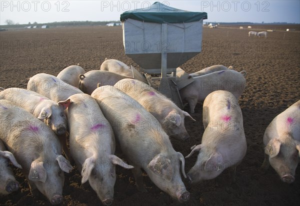 Free range pig farming, Sutton Heath, Suffolk, England, United Kingdom, Europe