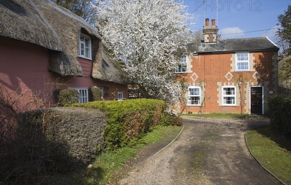 Blackthorn blossom and pretty country cottages, Grundisburgh, Suffolk, England, United Kingdom, Europe