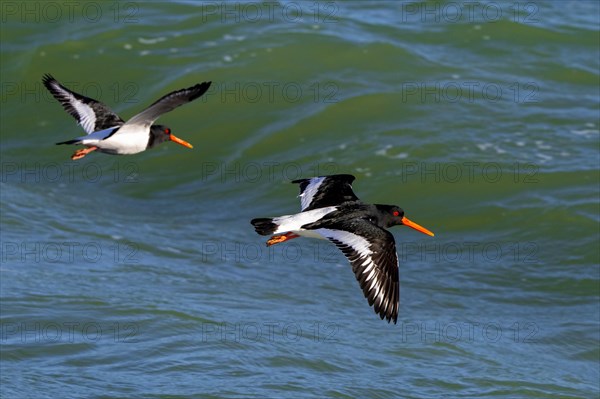 Two common pied oystercatchers, Eurasian oystercatcher (Haematopus ostralegus) flying over sea water along the North Sea coast in winter