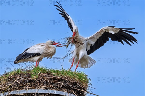 White stork (Ciconia ciconia) female rests while nest building and male landing with big branch in beak for reinforcing old nest from previous spring