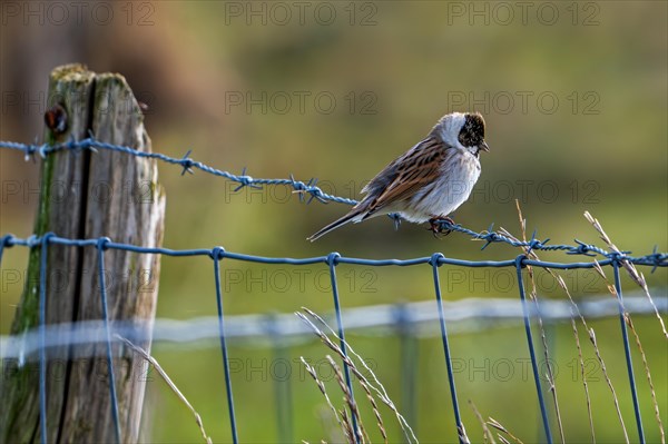 Common reed bunting (Emberiza schoeniclus) male perched on barbwire, barbed wire fence along meadow in late winter