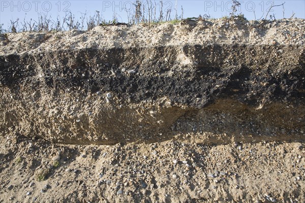 Layers of alternating bands of sediment in this low cliff face is suggestive of rapid changes along this coast south of Kessingland, Suffolk, England, United Kingdom, Europe